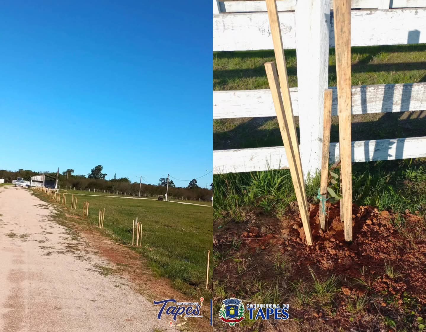 PARQUE MUNICIPAL DE EVENTOS RECEBE PLANTIO DE 150 MUDAS DE ÁRVORES