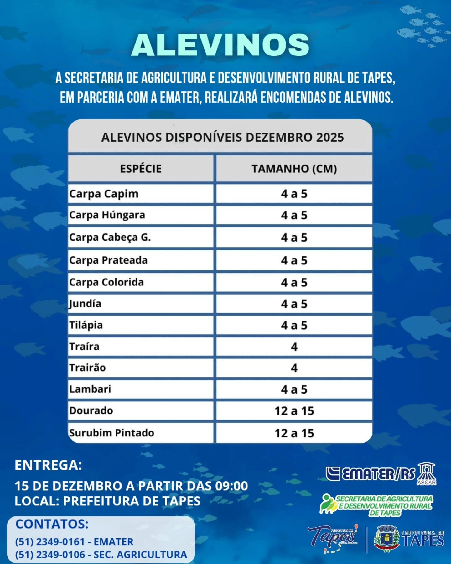 ENCOMENDAS DE ALEVINOS DISPONÍVEIS PARA DEZEMBRO EM TAPES