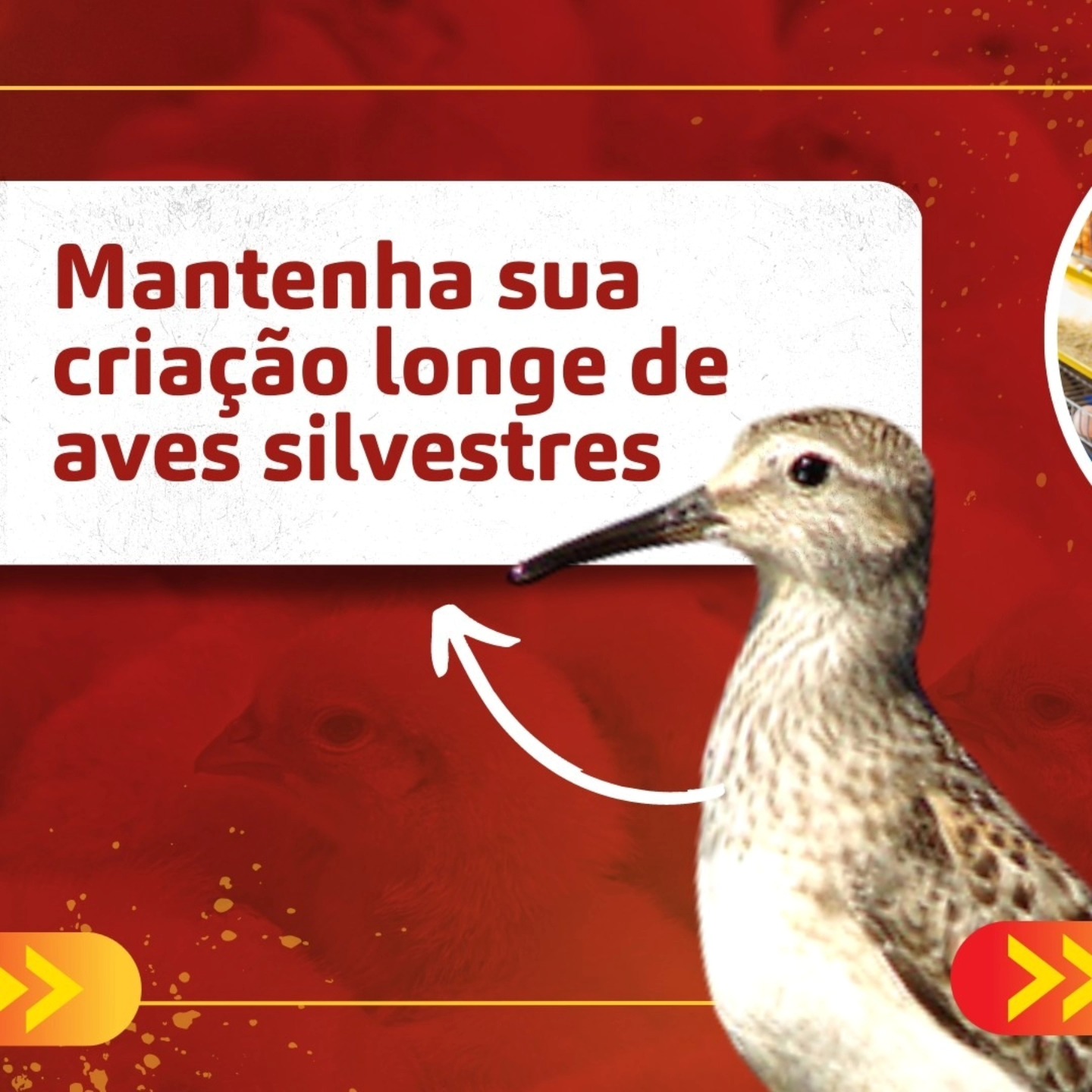  MANTENHA SUA GRANJA SEGURA CONTRA A INFLUENZA AVIÁRIA!