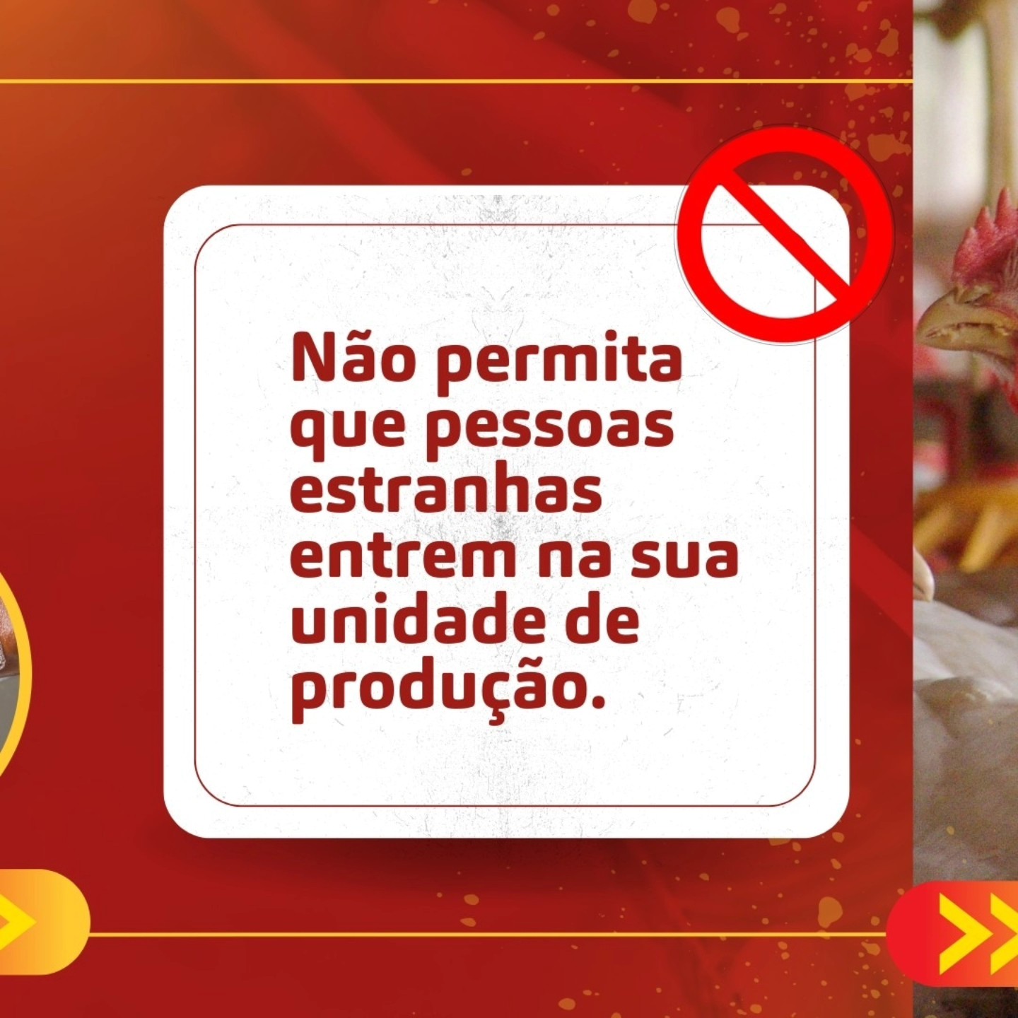  MANTENHA SUA GRANJA SEGURA CONTRA A INFLUENZA AVIÁRIA!