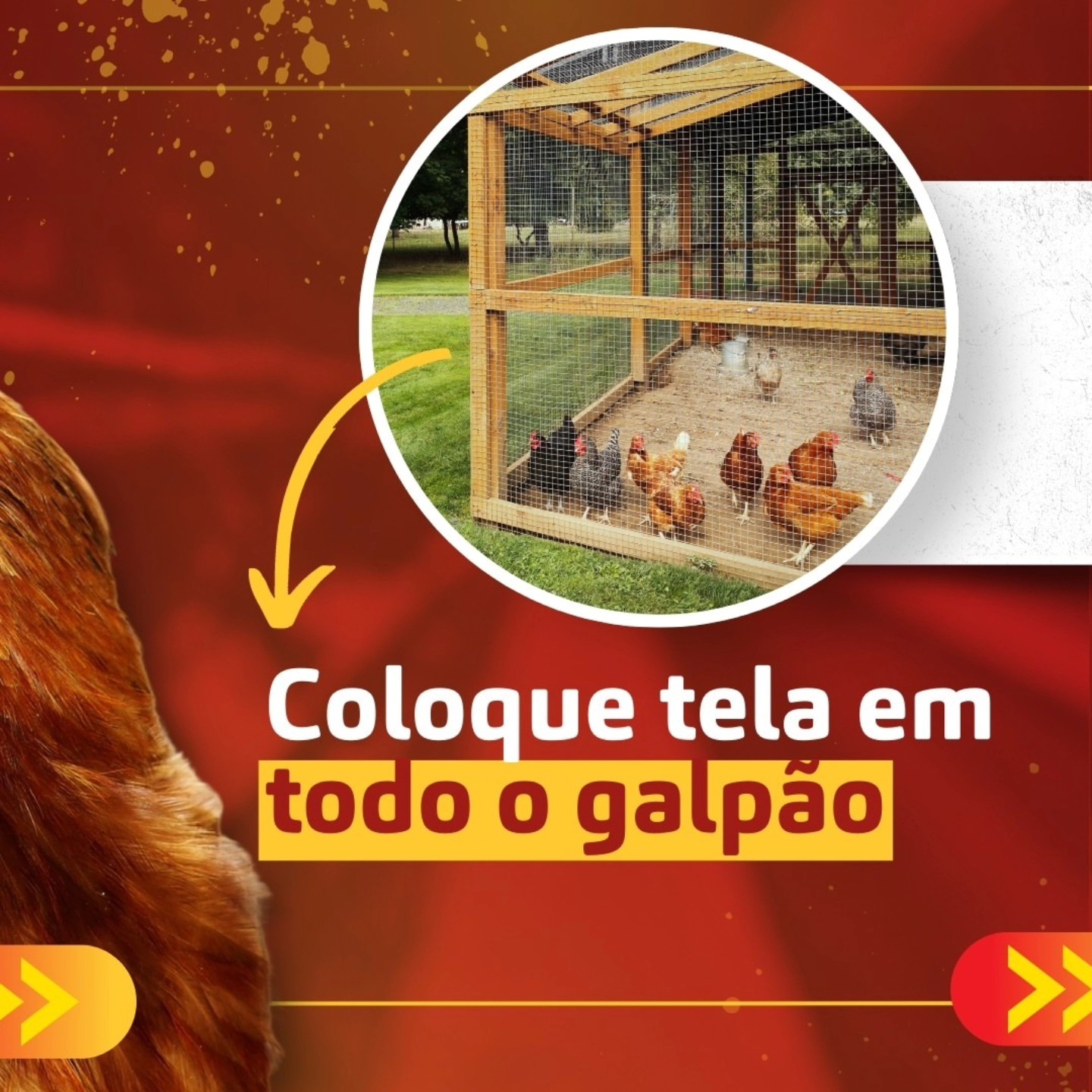 MANTENHA SUA GRANJA SEGURA CONTRA A INFLUENZA AVIÁRIA!