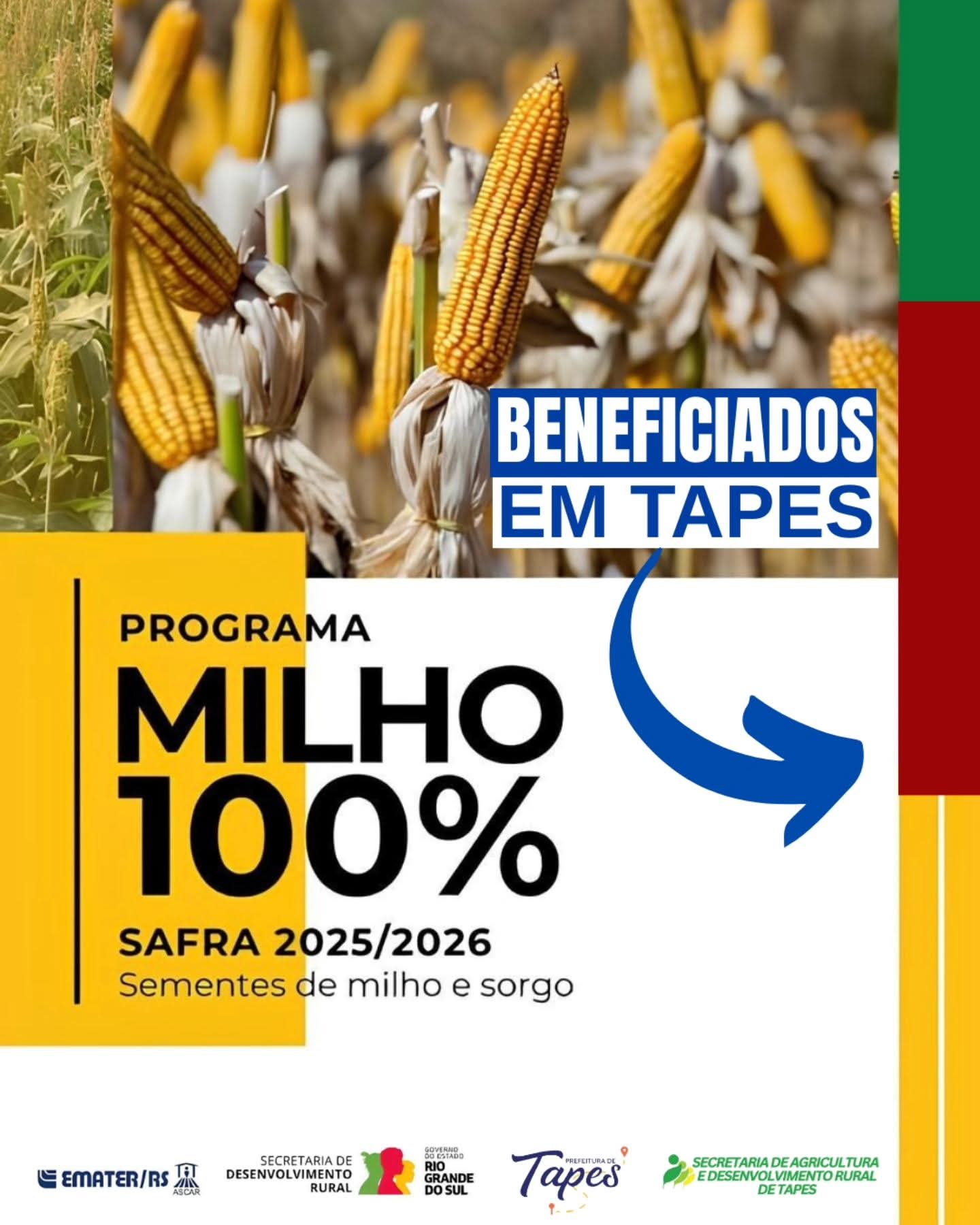 PROGRAMA MILHO 100, SEGUE A TODO VAPOR EM TAPES 